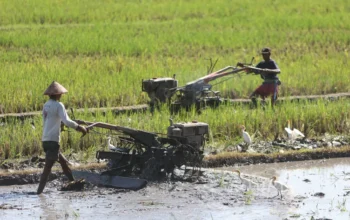 Ketika Petani Terpinggirkan di Tanah Sendiri