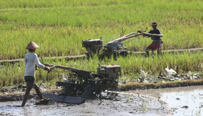 Ketika Petani Terpinggirkan di Tanah Sendiri